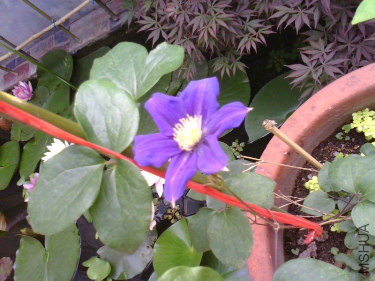 PIC-91.jpg