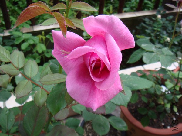 DSC02737.JPG