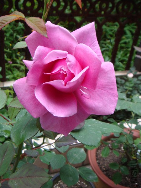 DSC02744.JPG