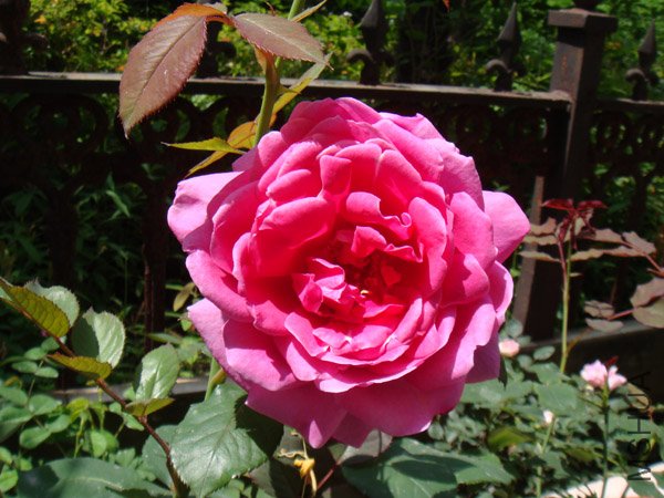 DSC02753.JPG