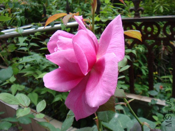 DSC02745.JPG
