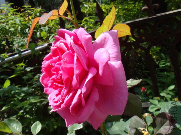 DSC02754.JPG