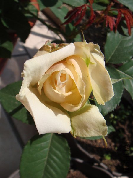 DSC02775.JPG