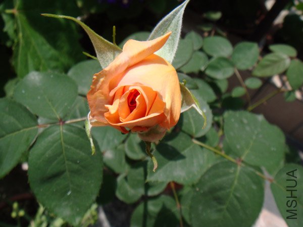 DSC02772.JPG