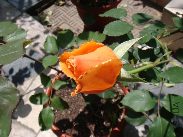 DSC02749.JPG