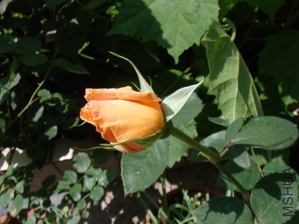 DSC02761.JPG