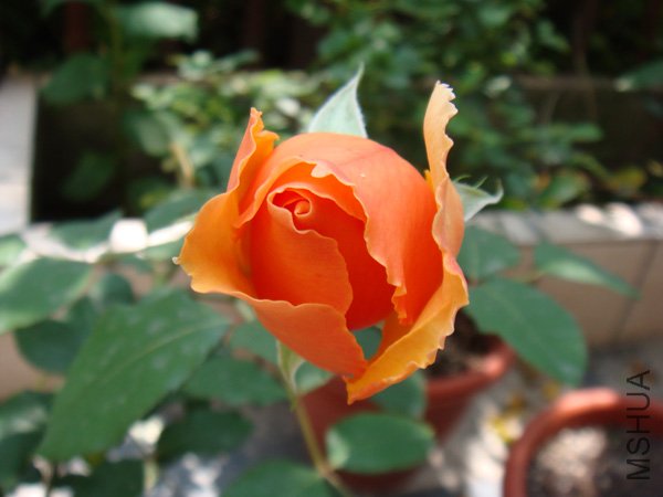 DSC02767.JPG