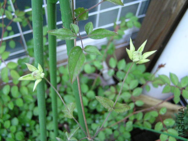 ������ʮ�ŵ�����