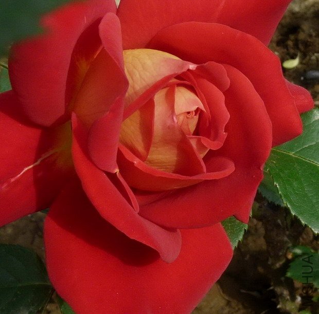 P1020515-1.jpg