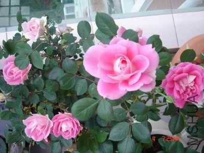 �ɾ���Ȼ����ƮƮ��ζ��