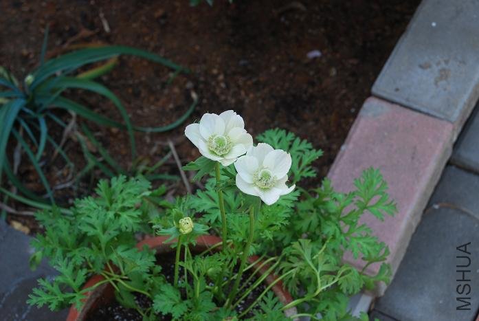 DSC_7162.JPG
