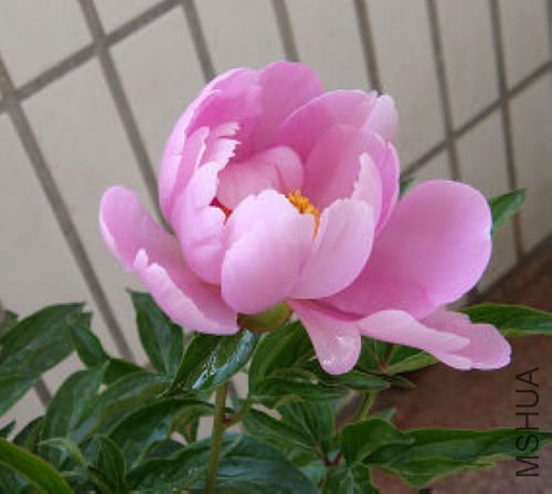 ��ҩ����