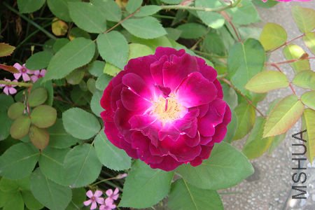 Ժ������¼�����