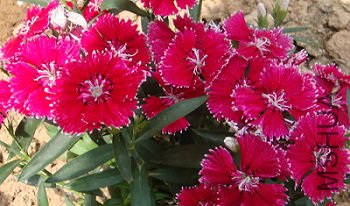 Ժ����ʯ�������ؿ���