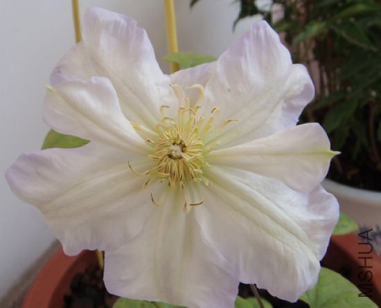 ���������õ���