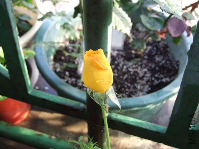 DSCF3706.JPG