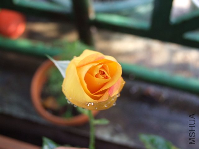 DSCF3707.JPG