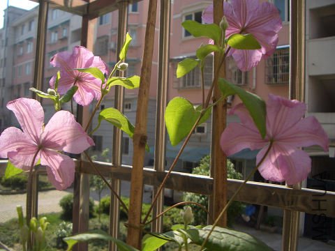 л��һ�䣬���кܶ仨�����Ứ��