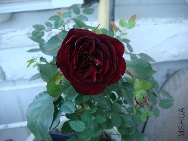 DSC02887.JPG