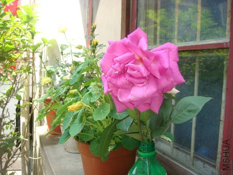 DSC02896.JPG