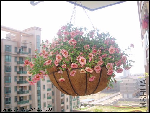 ϲ������ɫ