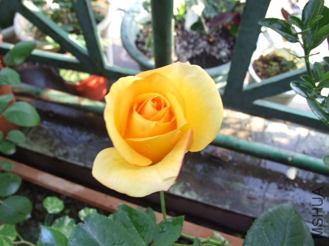 DSCF3755.JPG