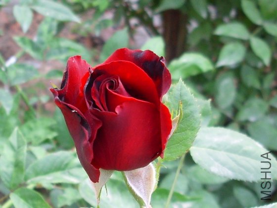 һ����ɫ�л���