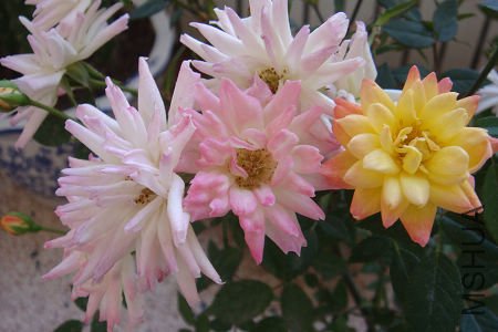 һ��΢�£�������ɫ������׵�Ⱦ�ۣ�����ɰ�ɫ��