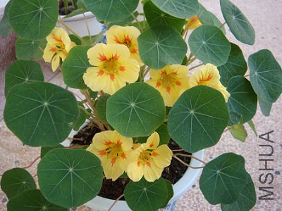 �ſ��Ļ�ɫ�����������۵Ļƣ�ͦϲ���ġ�