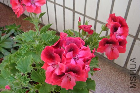 �������������ÿ�