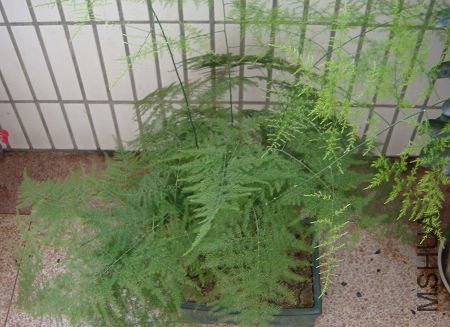 һ��賤������������޼����ţ������ɴ�����������צ��