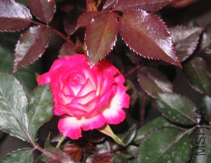 �����΢��