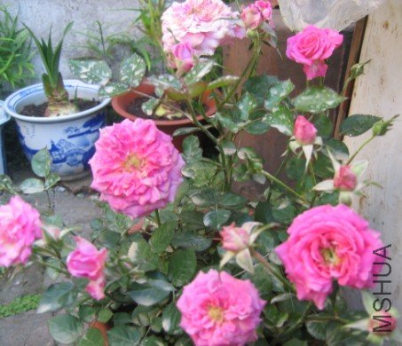 �����ȥ��12�����΢�£����꿪�û�������