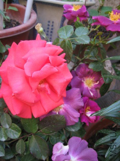 �Ƕ��ɫ�󻨵����£���ɫ��������ݮ