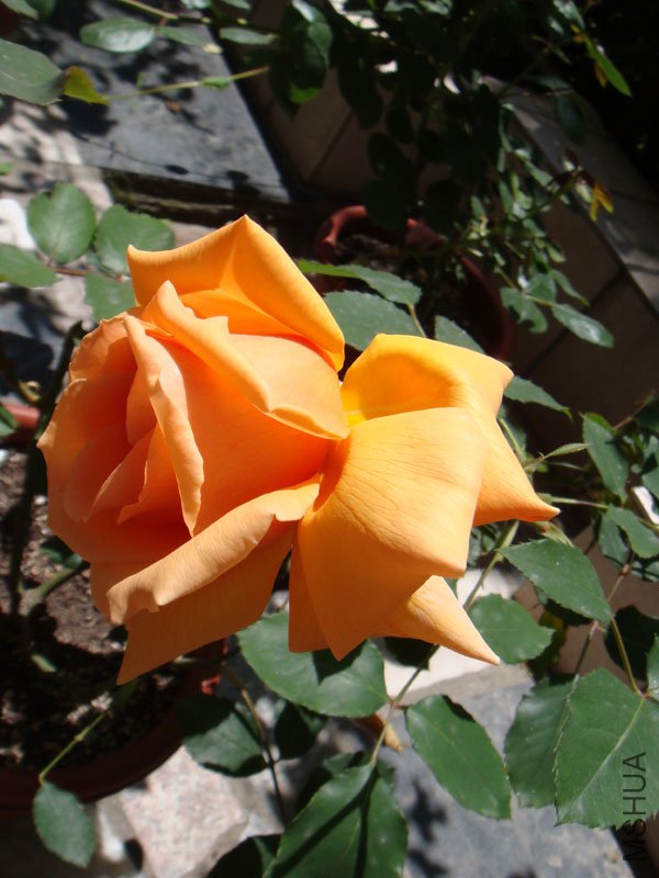 DSC02778.JPG