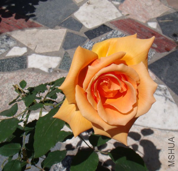 DSC02779.JPG