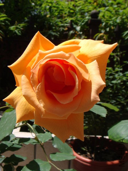 DSC02777.JPG