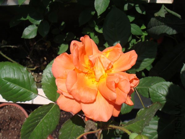 DSC02795.JPG