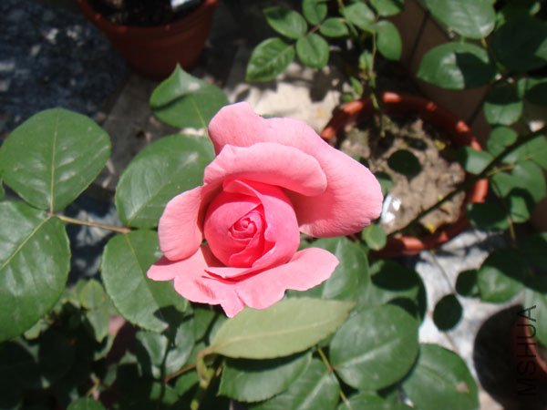 DSC02787.JPG
