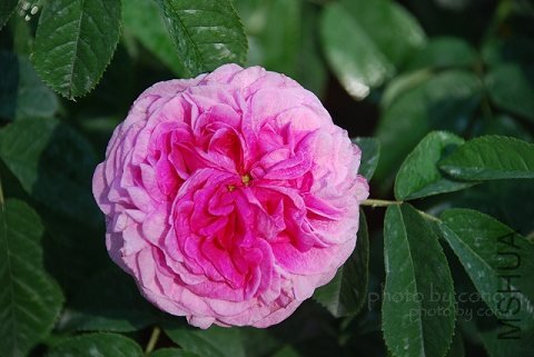 nEO_IMG_nEO_IMG_DSC_0321.jpg
