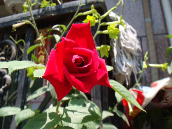 DSC02792.JPG