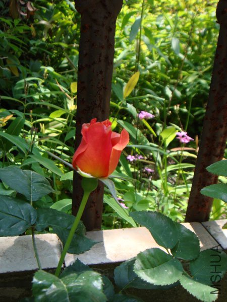 DSC02793.JPG