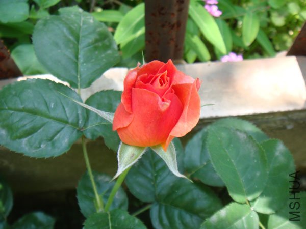 DSC02788.JPG