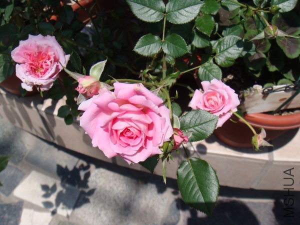 DSC02785.JPG