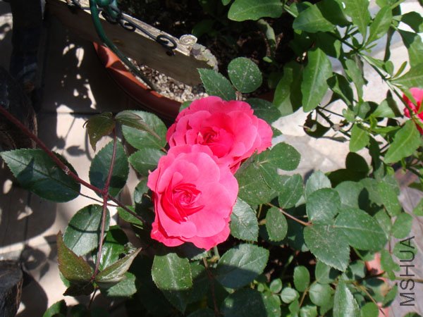 DSC02783.JPG