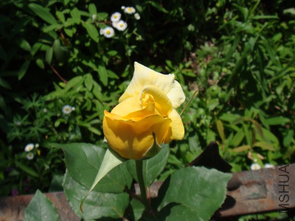 DSC02796.JPG