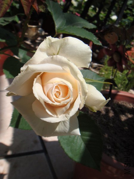 DSC02810.JPG
