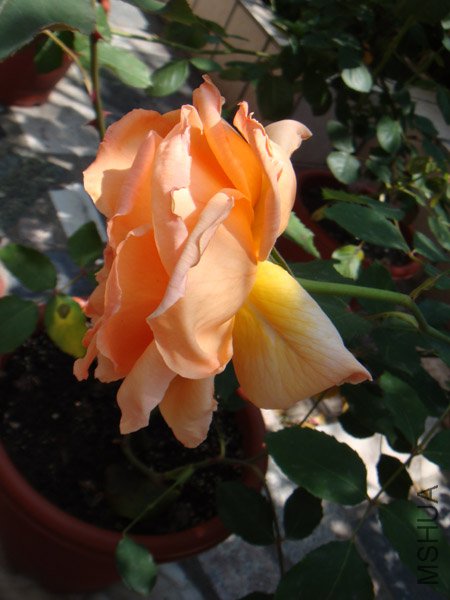 DSC02803.JPG