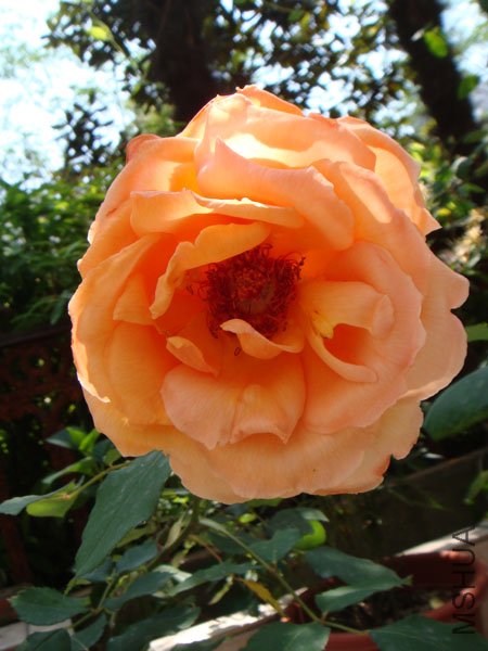DSC02804.JPG