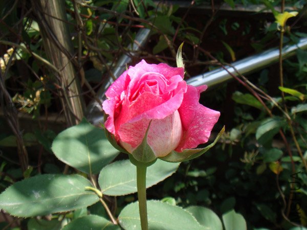 DSC02805.JPG